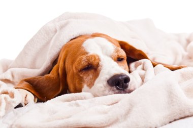 Beyaz bir battaniye altında köpek