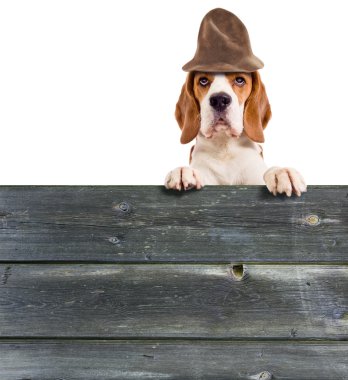 beagle in hat clipart
