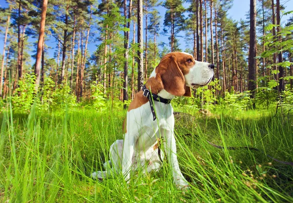 Beagle στο δάσος — Φωτογραφία Αρχείου