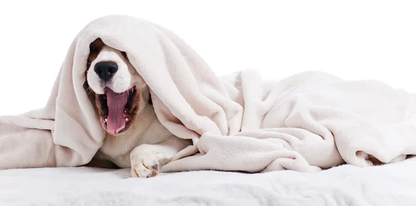 Perro bostezo en blanco — Foto de Stock