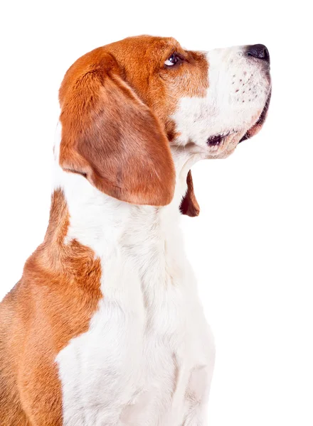 Beagle testa su bianco — Foto Stock