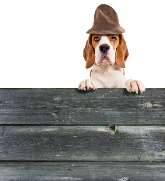 Beagle i hatt — Stockfoto