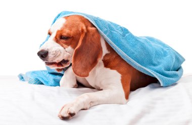 Beyaz arka planda çok fazla hasta köpek