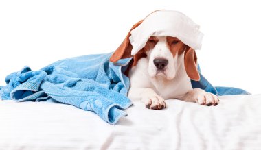 Beyaz arka planda çok fazla hasta köpek