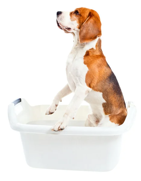 Beagle im Bad — Stockfoto