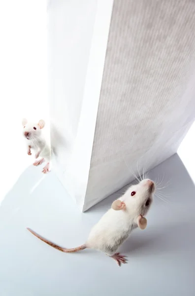 Rat and paper bag — Stock Photo, Image