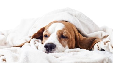 Beyaz bir battaniye altında köpek