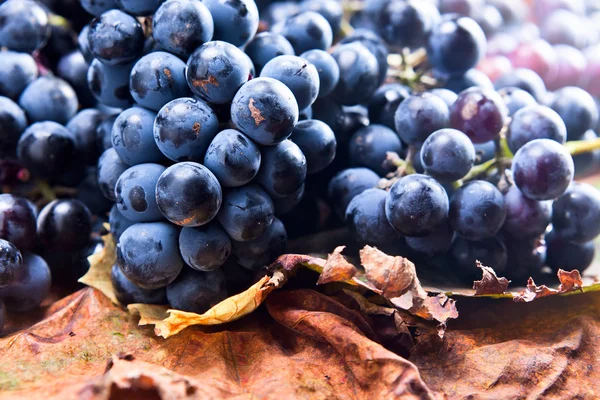 Culture de raisins pour la fabrication du vin — Photo