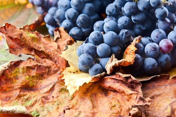 Cultivo de uvas destinadas a la fabricación de vino — Foto de Stock