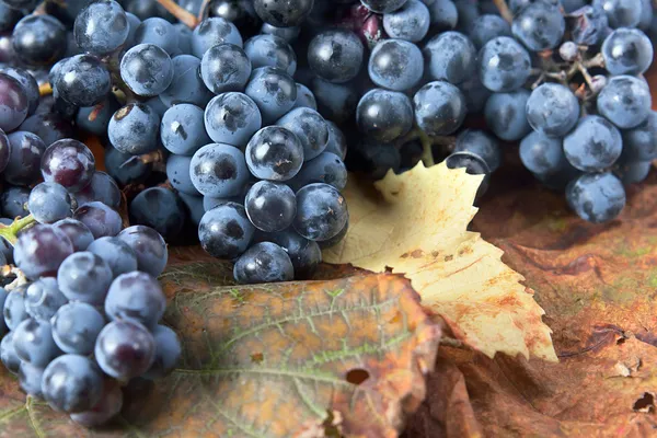 Culturas de uvas destinadas ao fabrico de vinhos — Fotografia de Stock