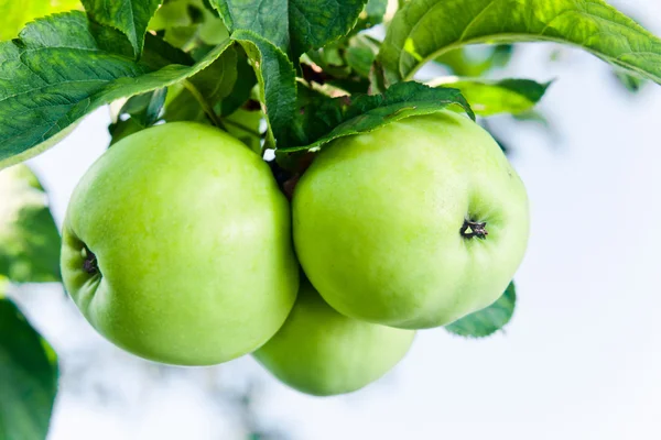 Gröna äpplen — Stockfoto