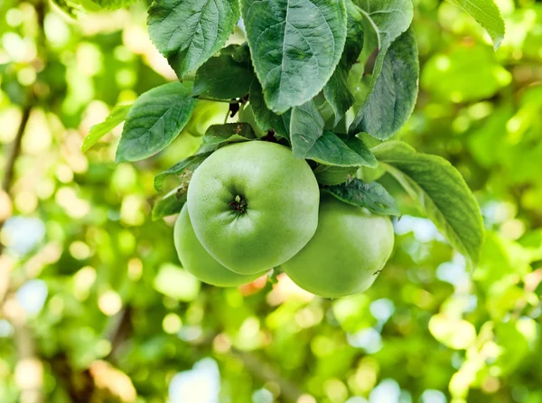 Green apples — Stock Photo, Image