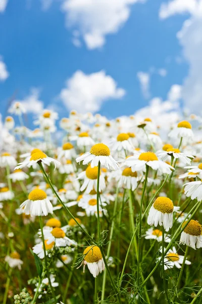 Chamomiles — Stockfoto