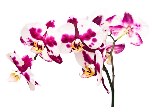 Orchidee isoliert auf weißem Hintergrund — Stockfoto