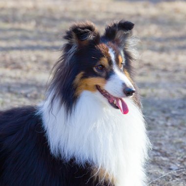 kenar kömür ocağı