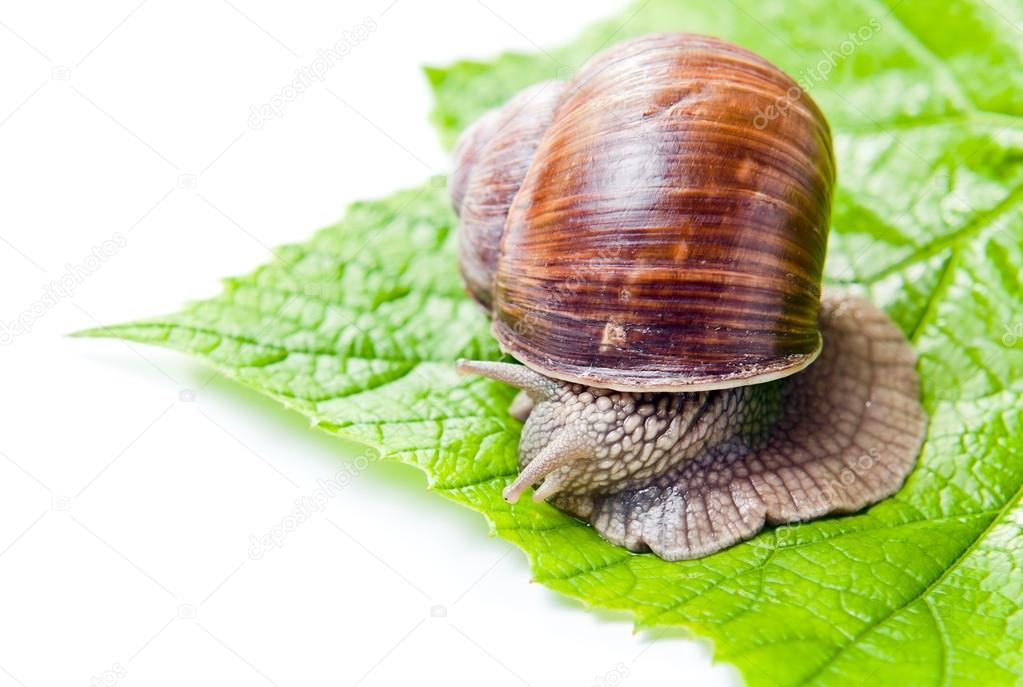 Grapevine snail