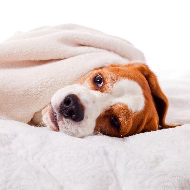 Beyaz bir battaniye altında köpek