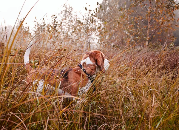 在森林里的小猎犬 — 图库照片
