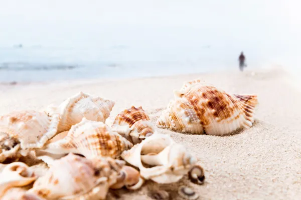 Cockleshells on sea sand — Stock Photo, Image