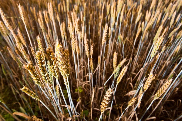 Cereal field — Stock Photo, Image