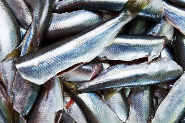 Fresh crude anchovies — Stock Photo, Image