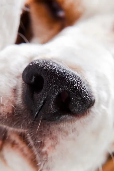Nose of a dog — Stock Photo, Image