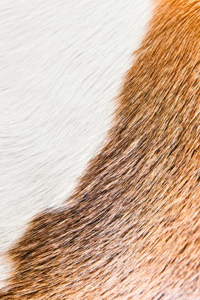 Здоровая кожа гладкой собаки (бигл  ) — стоковое фото