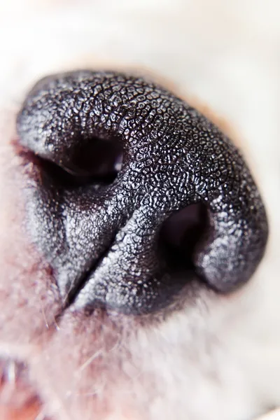 Nose of a dog — Stock Photo, Image