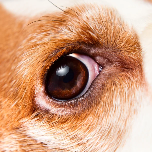 Eye of a dog — Stock Photo, Image