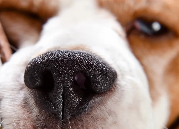 Nose of a dog — Stock Photo, Image