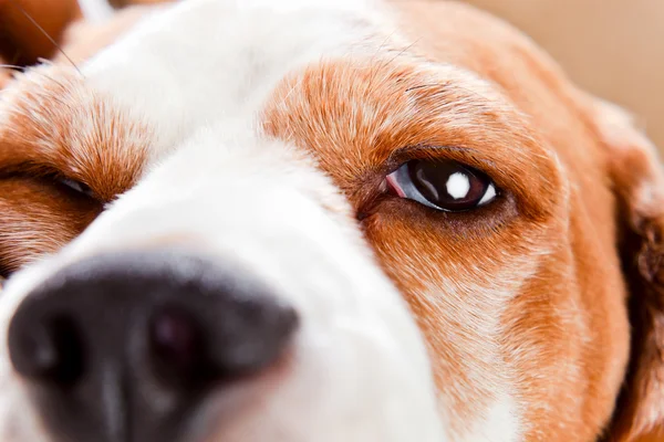 Olho de um cão — Fotografia de Stock