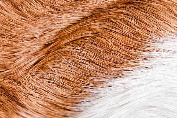 一只头发圆润的狗的健康皮肤（猎犬 ) — 图库照片