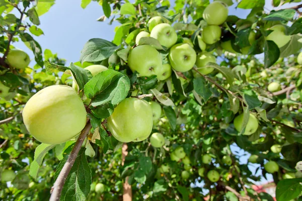 Pommes sur un arbre — Photo