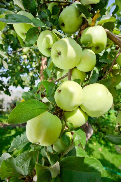 Pommes sur un arbre — Photo