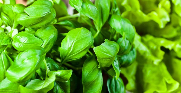 Yeşil fesleğen ve salata — Stok fotoğraf