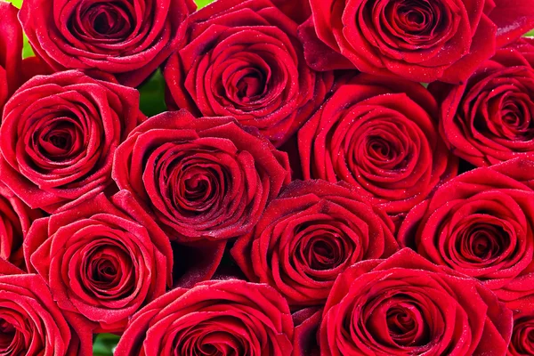 Rosas rojas — Foto de Stock