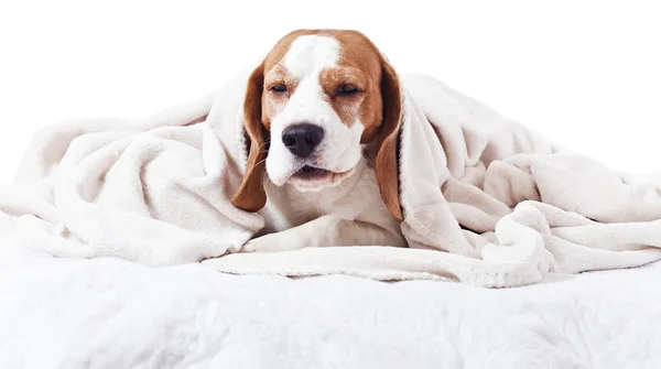 Pes pod dekou na bílém pozadí — Stock fotografie