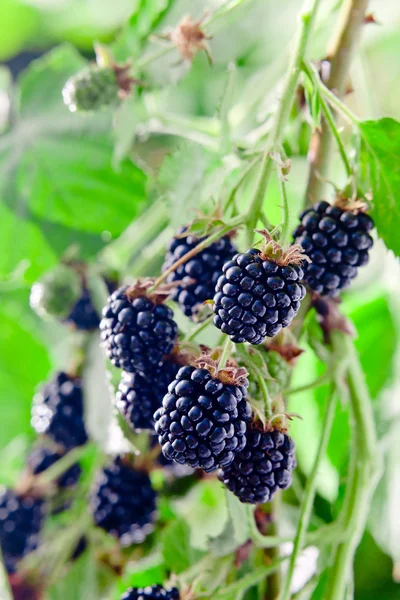 Brombeere — Stockfoto