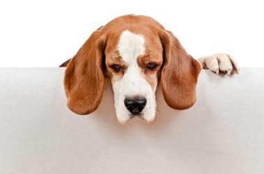  Beagle beyaz zemin üzerine