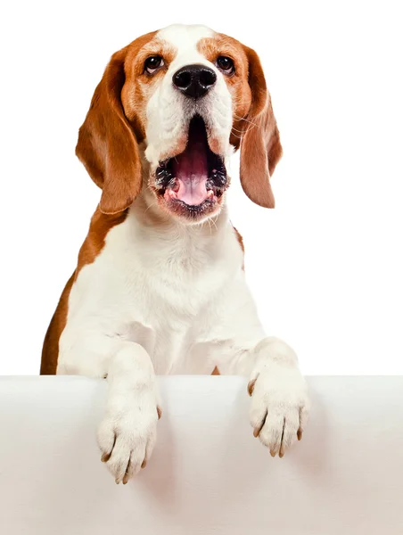 Beagle σε άσπρο φόντο — Φωτογραφία Αρχείου