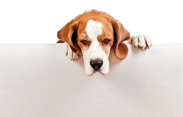 Beagle på vit bakgrund — Stockfoto