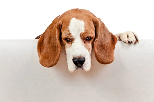 Beagle on white background — Stock Photo, Image