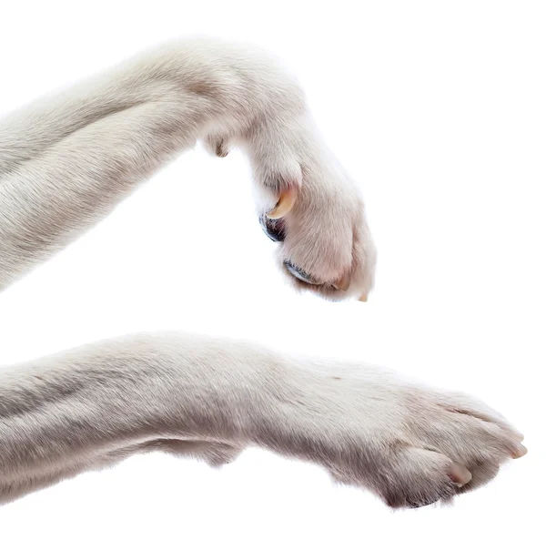 Paws of a dog — Stock Photo, Image