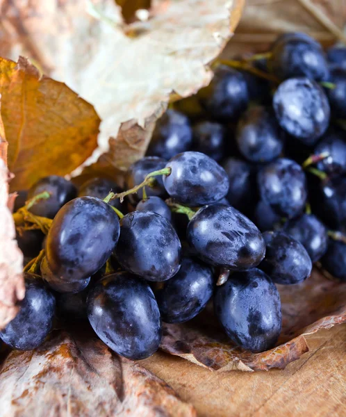 Спелый голубой виноград — стоковое фото