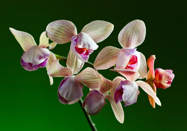 Orchidej na zeleném pozadí — Stock fotografie