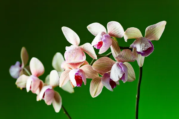 Орхідея на зеленому фоні — стокове фото