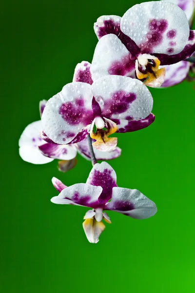 Orchidea su sfondo verde — Foto Stock