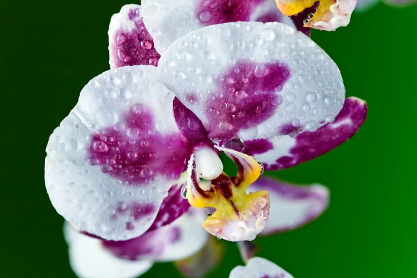 Orchidea na zielonym tle — Zdjęcie stockowe