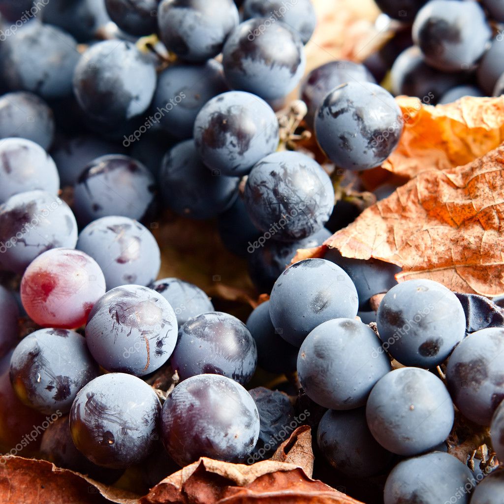 Production manufacturing grape Wines