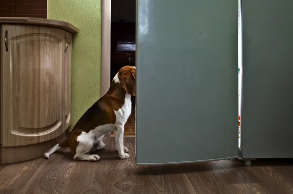 Cão na cozinha — Fotografia de Stock